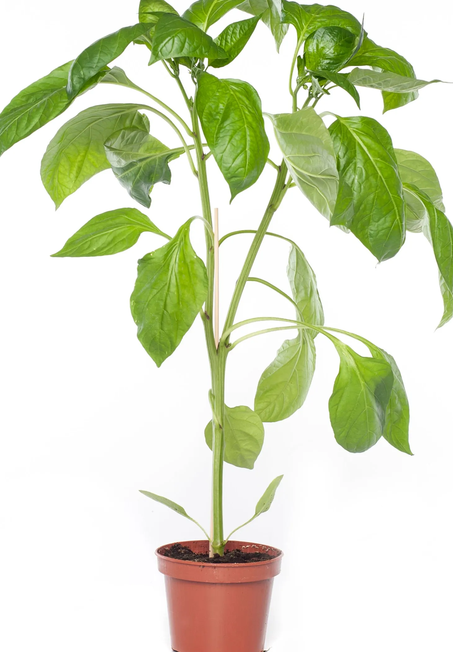 Paprika Geel (Capsicum annuum)