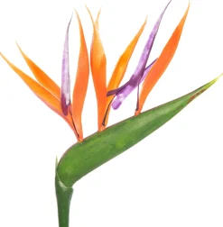 Paradijsvogelbloem met kunstbloem (Strelitzia reginae) D 13 H 35 cm