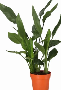 Paradijsvogelbloem (Strelitzia reginae)