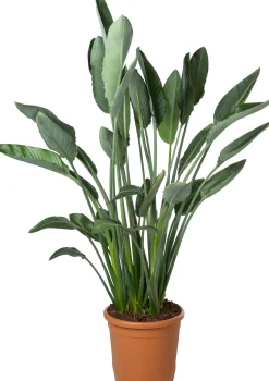Paradijsvogelbloem (Strelitzia reginae) D 30 H 62 cm
