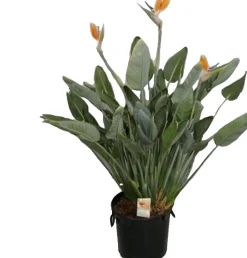 Paradijsvogelbloem (Strelitzia reginae) D 40 H 170 cm
