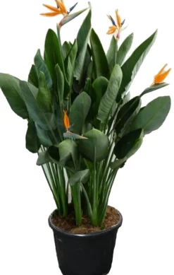 Paradijsvogelbloem (Strelitzia reginae) D 40 H 150 cm