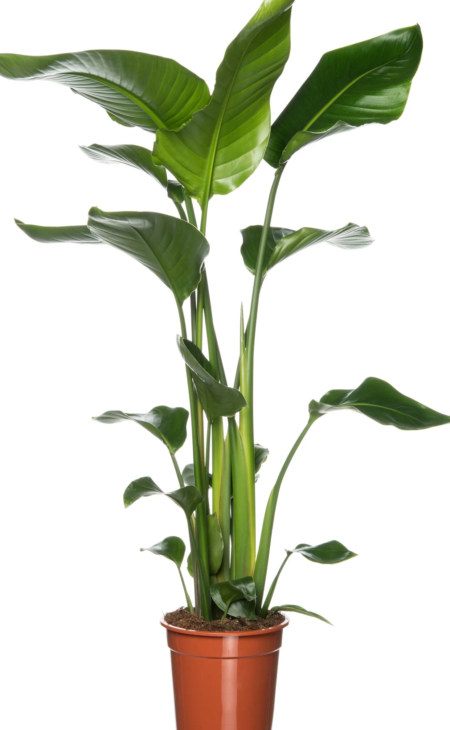 Paradijsvogelplant (Strelitzia nicolai) D 19 H 90 cm
