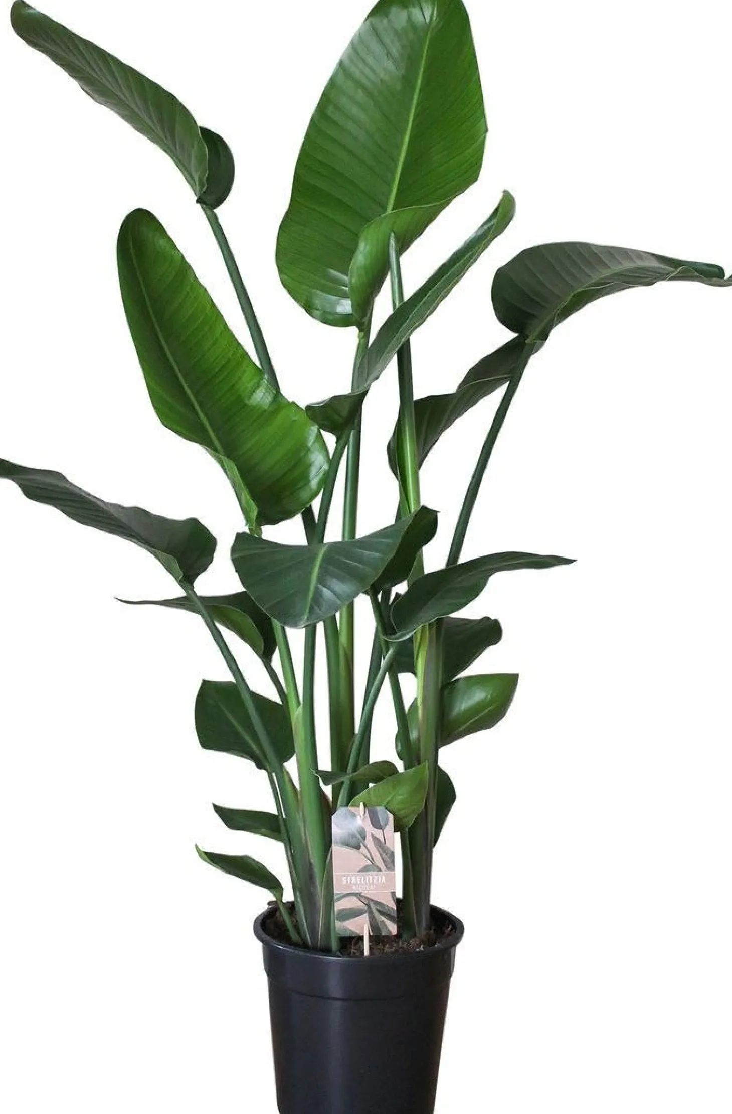 Paradijsvogelplant (Strelitzia nicolai) D 24 H 110 cm