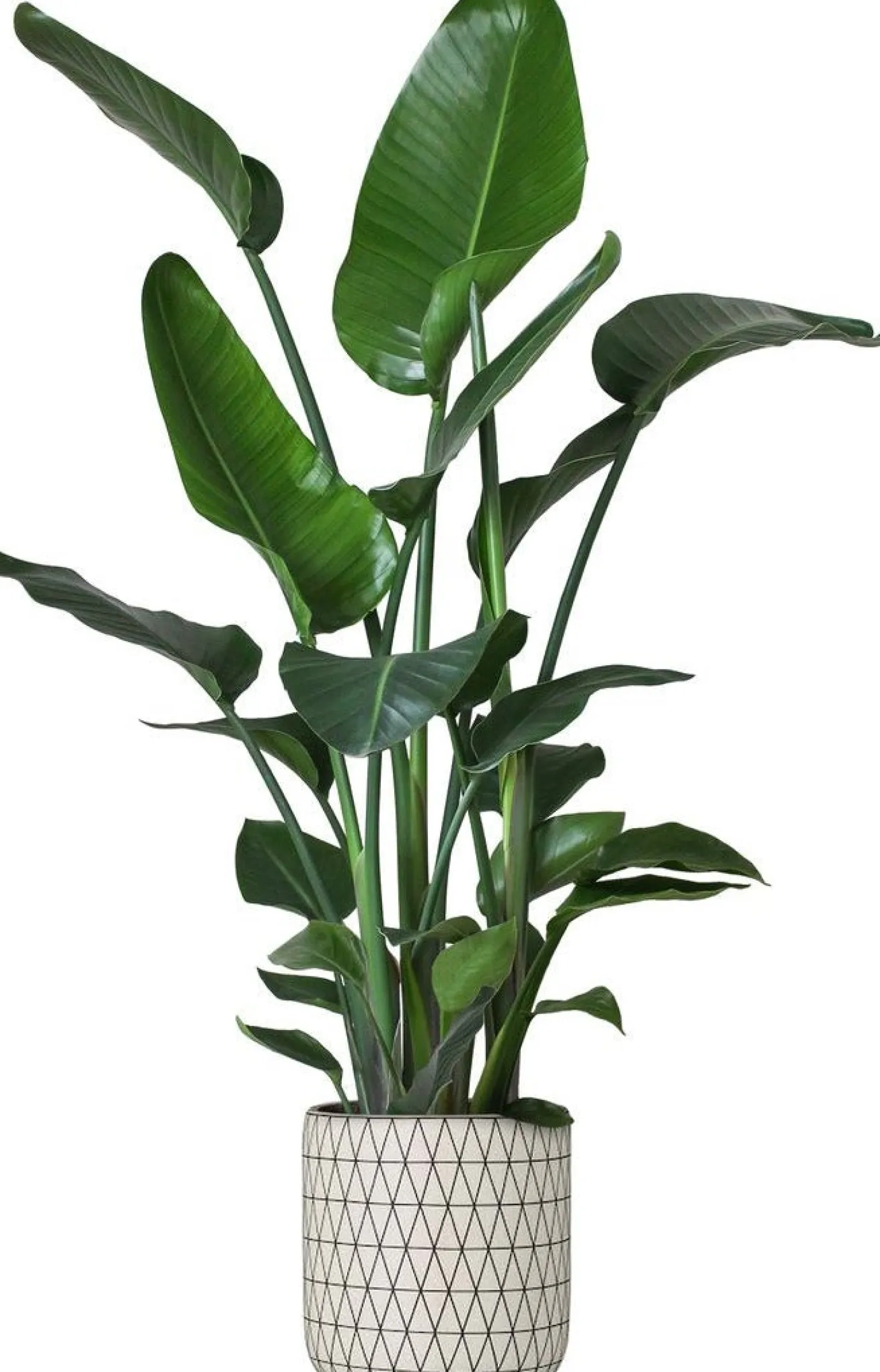 Paradijsvogelplant (Strelitzia nicolai) D 24 H 110 cm