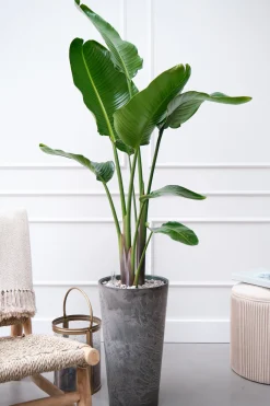 Paradijsvogelplant (Strelitzia nicolai) D 27 H 150 cm