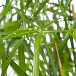 Parapluplant (Cyperus alternifolius) D 14 H 50 cm