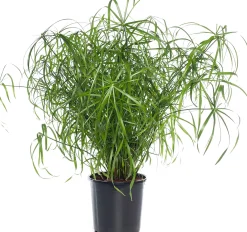 Parapluplant (Cyperus alternifolius) D 21 H 80 cm