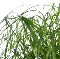 Parapluplant (Cyperus alternifolius) D 21 H 80 cm