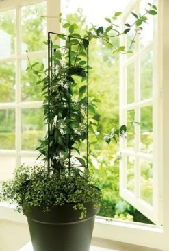 Peacock trellis D 20 H 105 cm