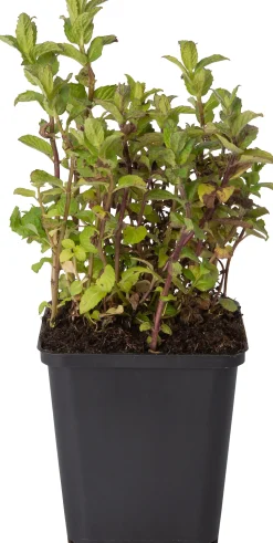Pepermunt (Mentha piperita) D 9 H 10 cm