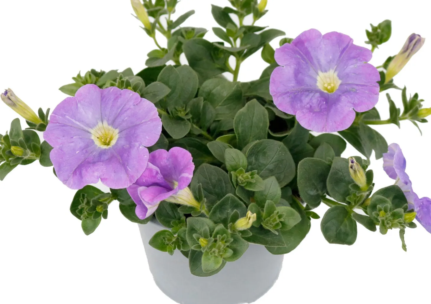 Petunia (Petunia 'Sky Blue') D 13 H 15 cm