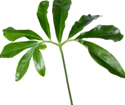 Philodendron op stam (Philodendron 'Fun Bun') D 30 H 130 cm