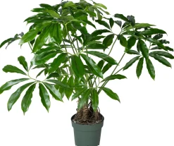 Philodendron op stam (Philodendron 'Fun Bun') D 30 H 130 cm