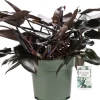 Philodendron (Philodendron 'Lisa') D 27 H 65 cm