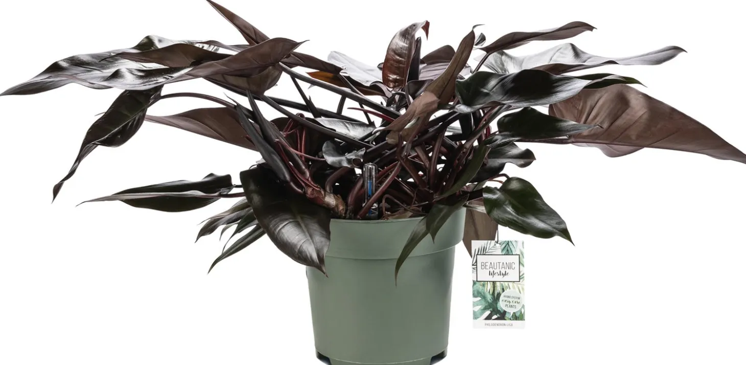 Philodendron (Philodendron 'Lisa') D 27 H 65 cm