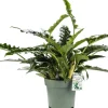 Philodendron (Philodendron 'Rambo') D 27 H 65 cm