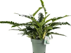 Philodendron (Philodendron 'Rambo') D 27 H 65 cm