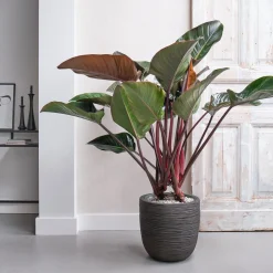 Philodendron (Philodendron 'Red Beauty') D 27 H 100 cm
