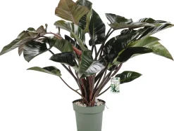Philodendron (Philodendron 'Red Beauty') D 27 H 100 cm
