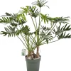 Philodendron (Philodendron 'Xantal') D 30 H 120 cm