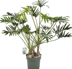 Philodendron (Philodendron 'Xantal') D 30 H 120 cm