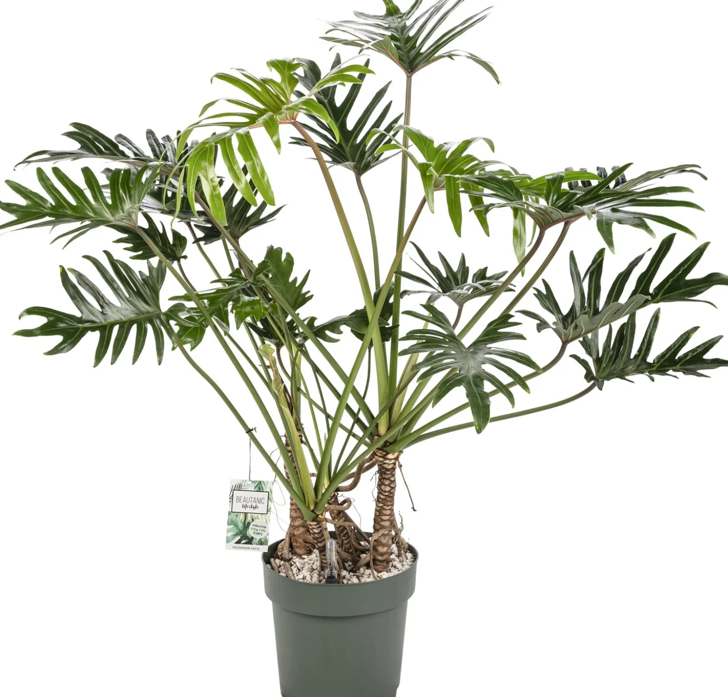 Philodendron (Philodendron 'Xantal') D 30 H 120 cm