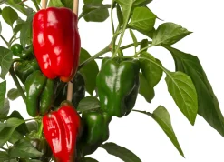 Pick-&-Joy Plukpaprika mini rood (Capsicum Anuum) D 14 H 40 cm