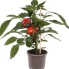Pick-&-Joy Plukpaprika rood (Capsicum Anuum) D 14 H 40 cm