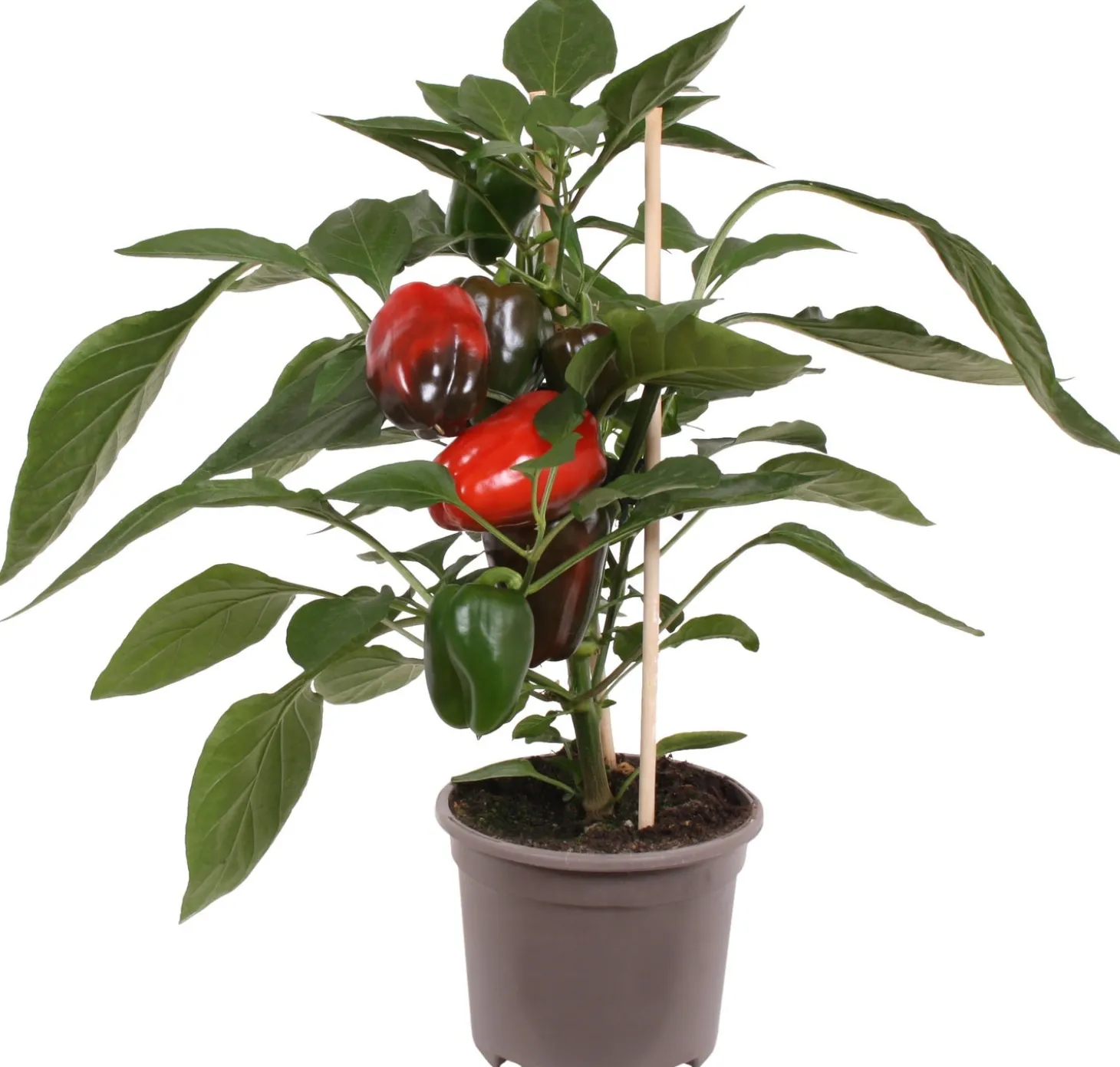 Pick-&-Joy Plukpaprika rood (Capsicum Anuum) D 14 H 40 cm