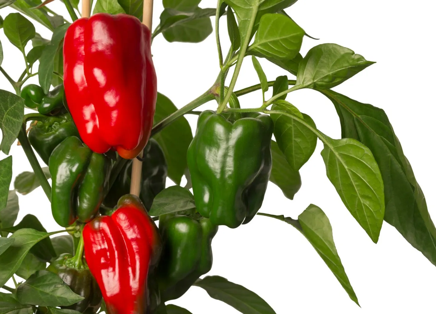 Pick-&-Joy Plukpaprika rood (Capsicum Anuum) D 14 H 40 cm