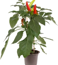 Pick-&-Joy Plukpeper mild (Capsicum Anuum) D 14 H 40 cm