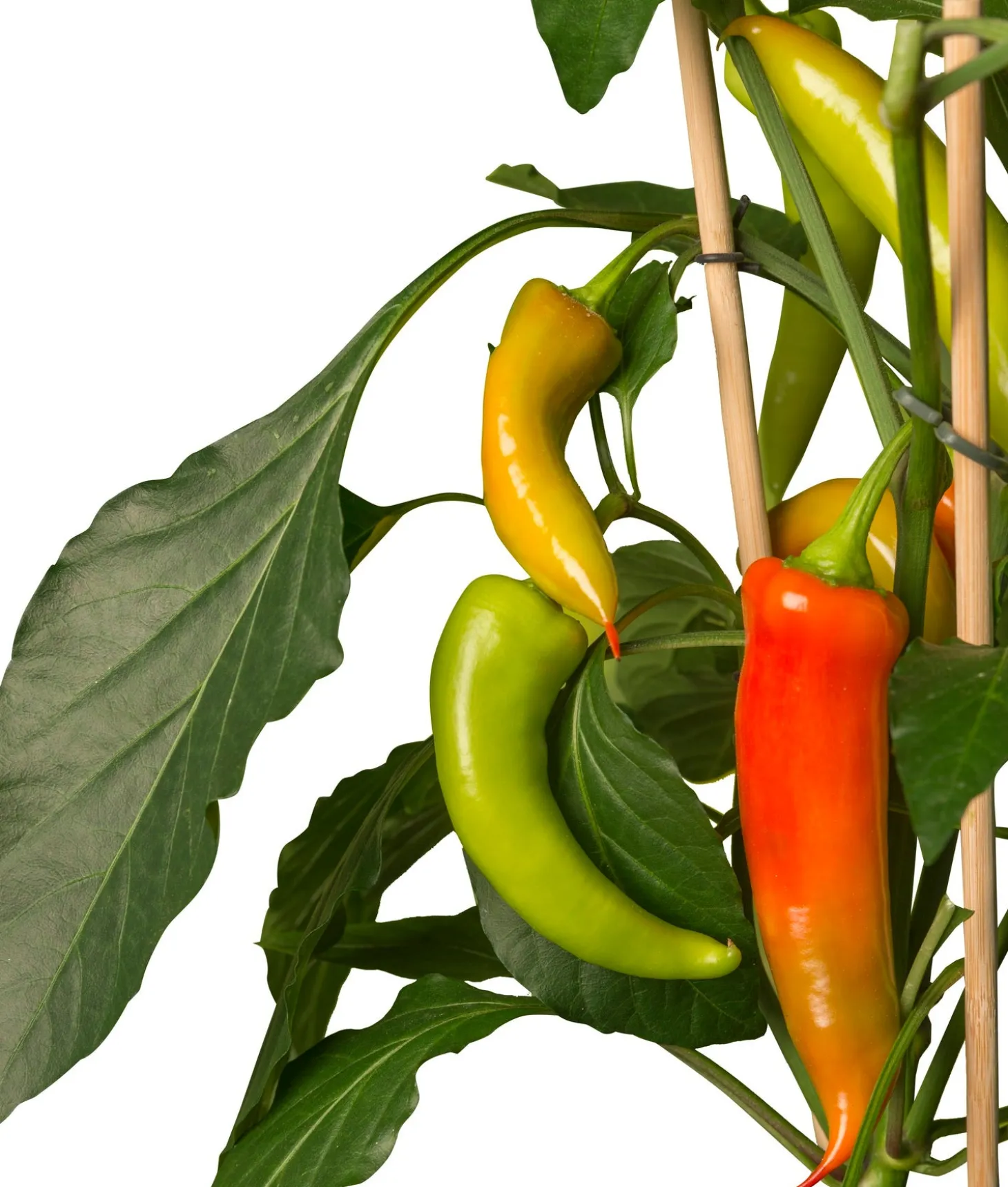 Pick-&-Joy Plukpeper mild (Capsicum Anuum) D 14 H 40 cm