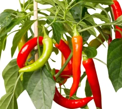 Pick-&-Joy Plukpeper rood (Capsicum anuum) D 14 H 40 cm