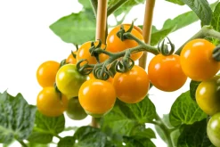 Pick-&-Joy Pluktomaatje oranje (Solanum lycopersicum) D 14 H 40 cm