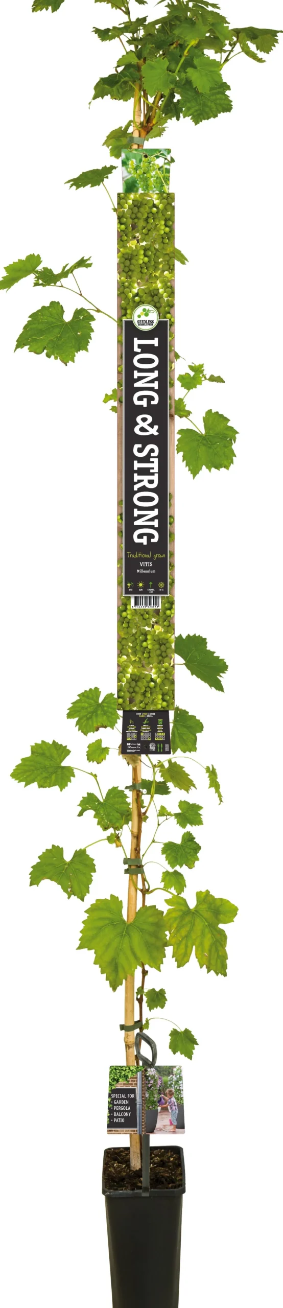Pitloze Witte Druif (Vitis vinifera 'Millennium') D 23 H 210 cm