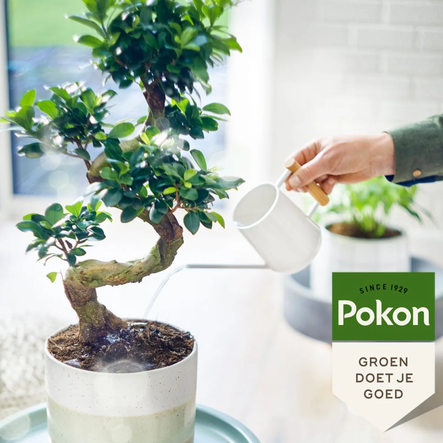 Pokon bio bonsai voeding 250 ml