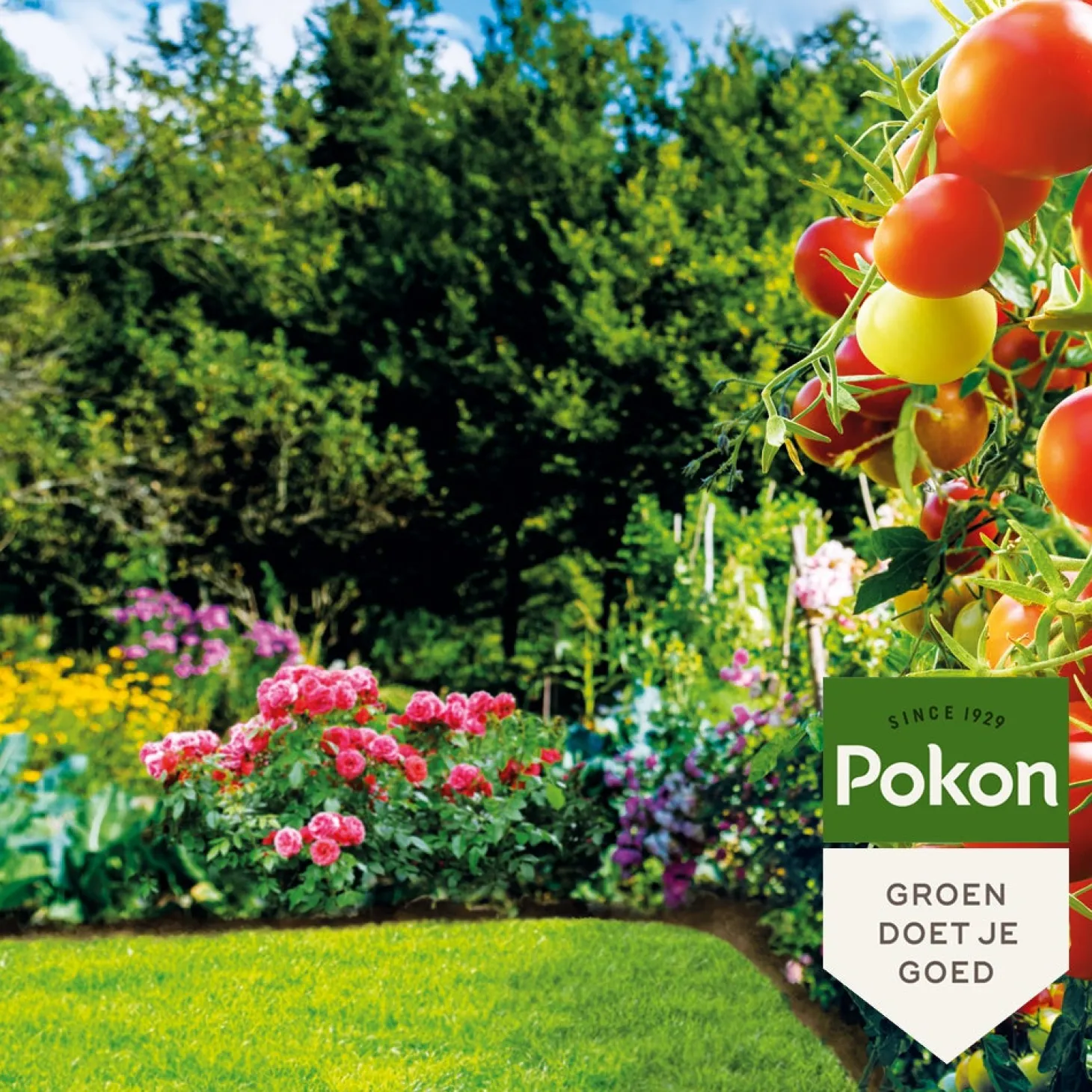 Pokon Bio Lavameel 1,75 kg