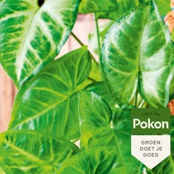 Pokon bladglans 250 ml