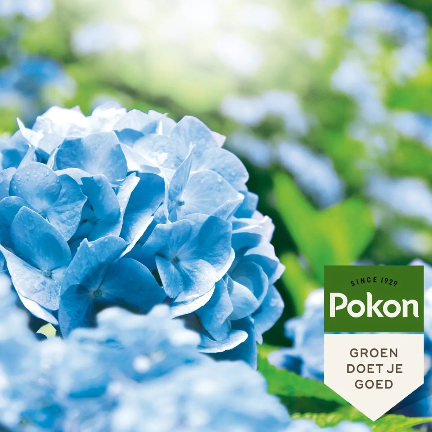 Pokon hortensia blauwmaker 500 g