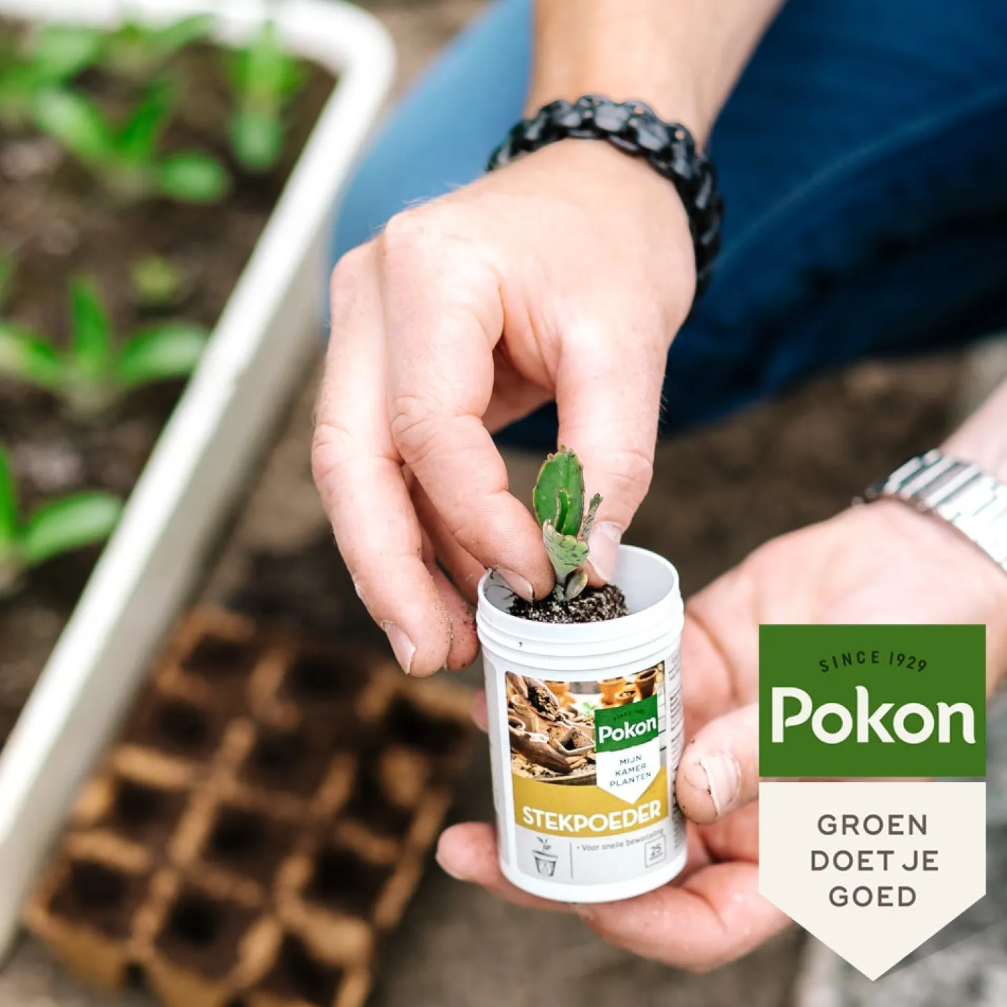 Pokon stekpoeder 25 g