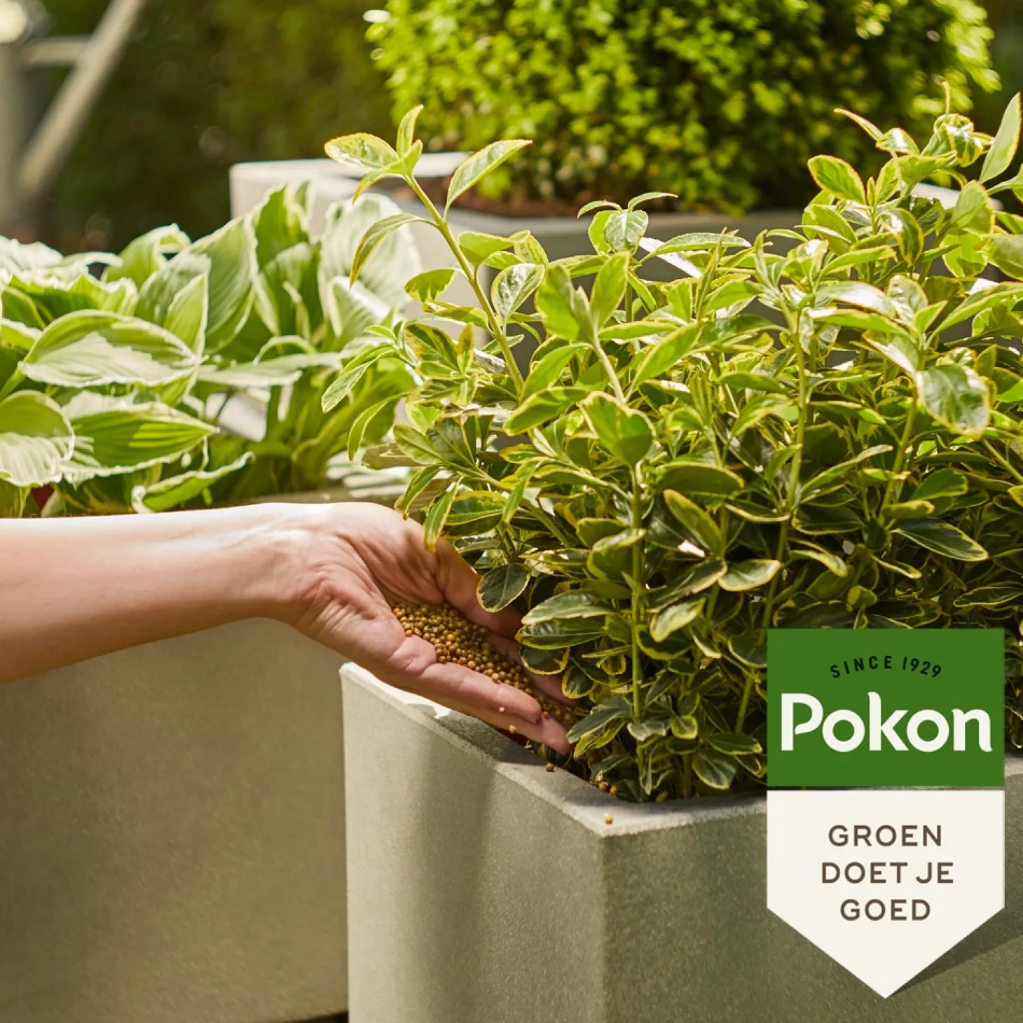 Pokon strooibus groene plantenvoeding 800 g