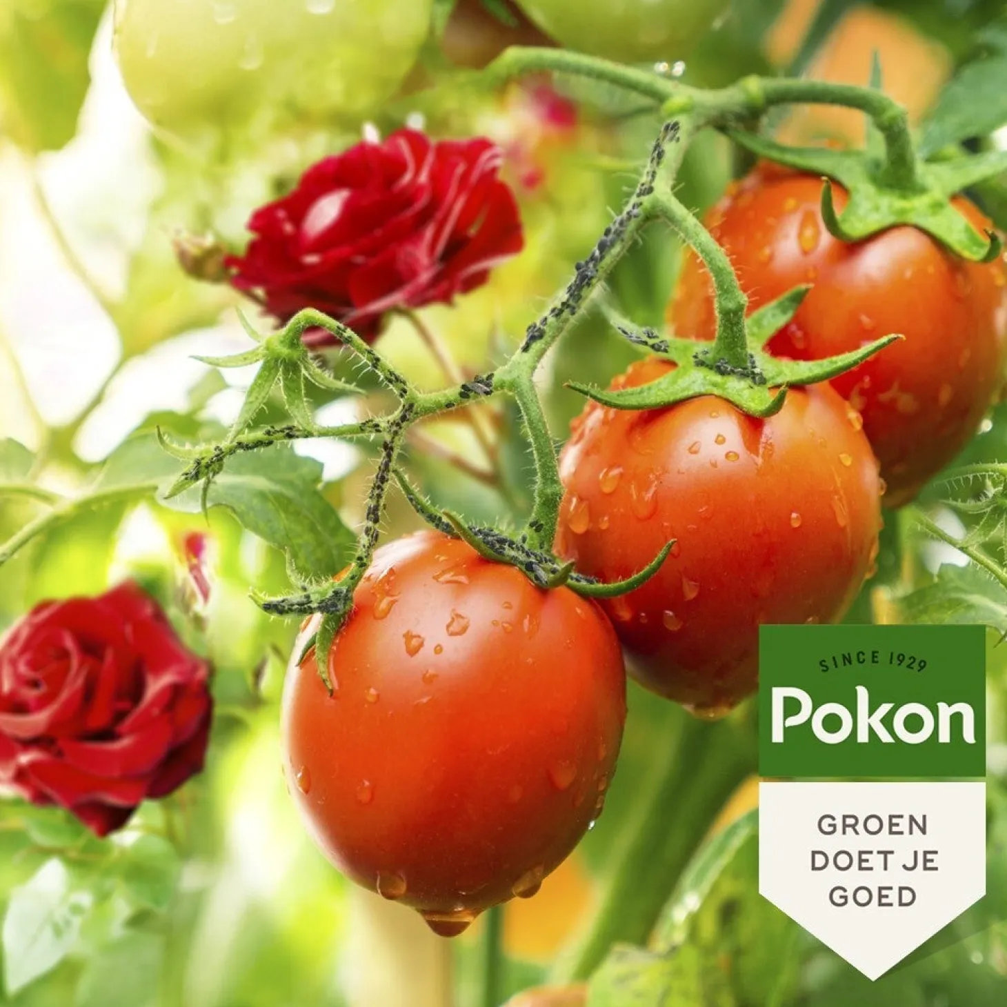 Pokon Tegen Insecten Concentraat 200 ml