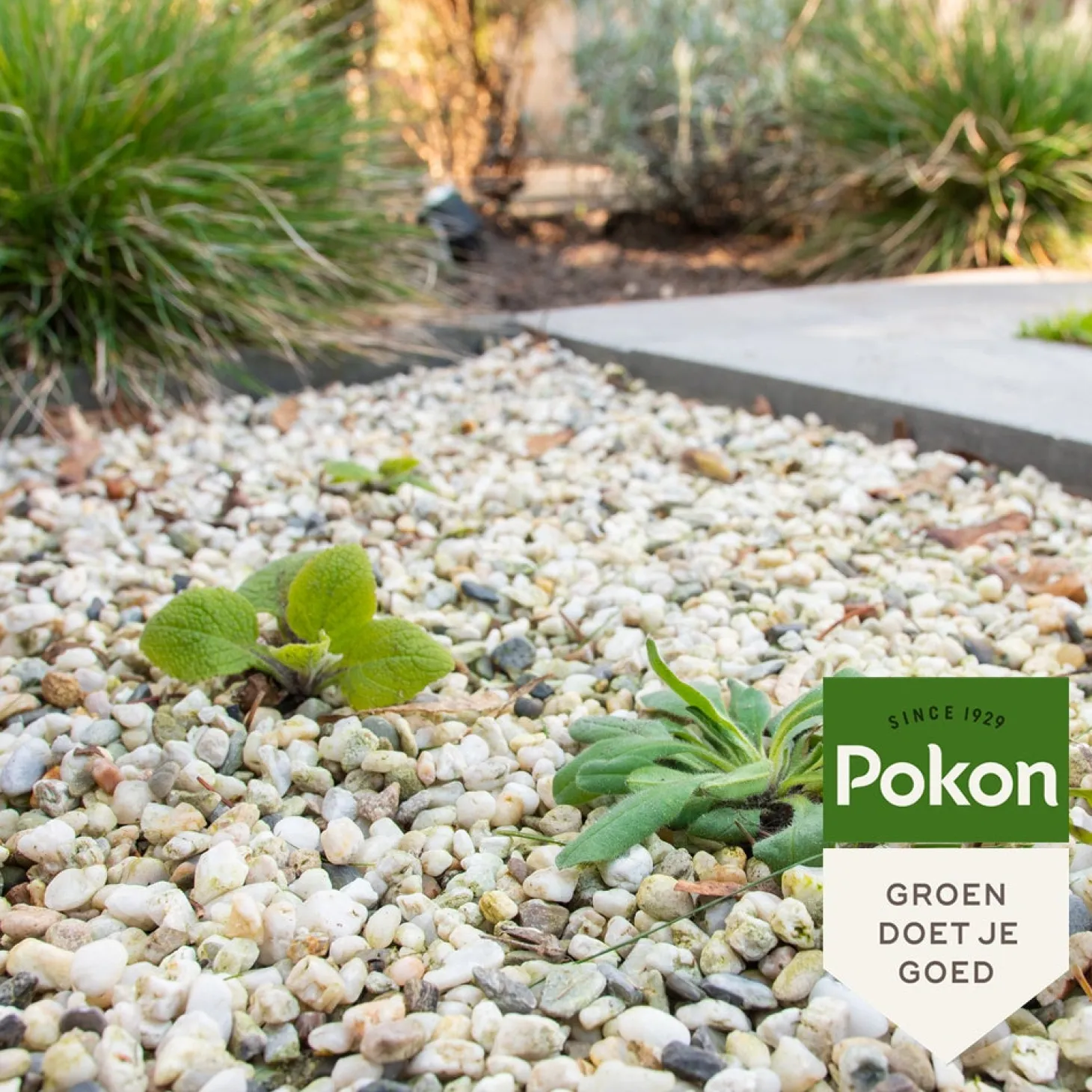 Pokon Tegen Onkruid concentraat 225 ml