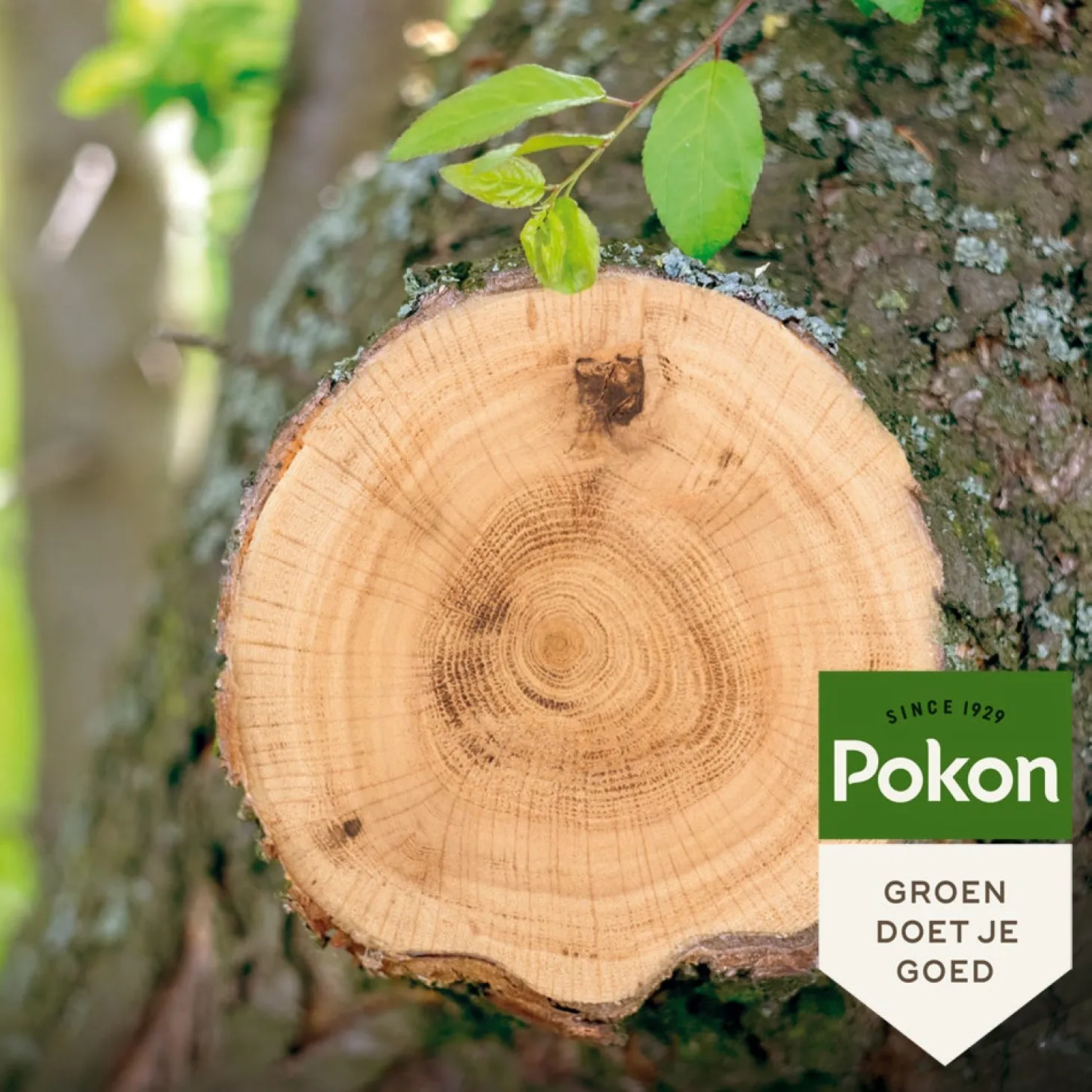 Pokon Wondafdekmiddel 300 g