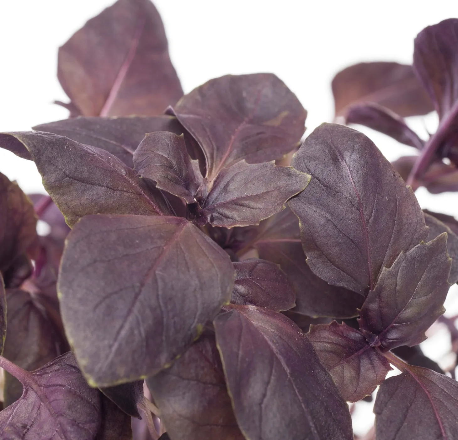 Rode Basilicum (Ocimum basilicum) D 12 H 20 cm