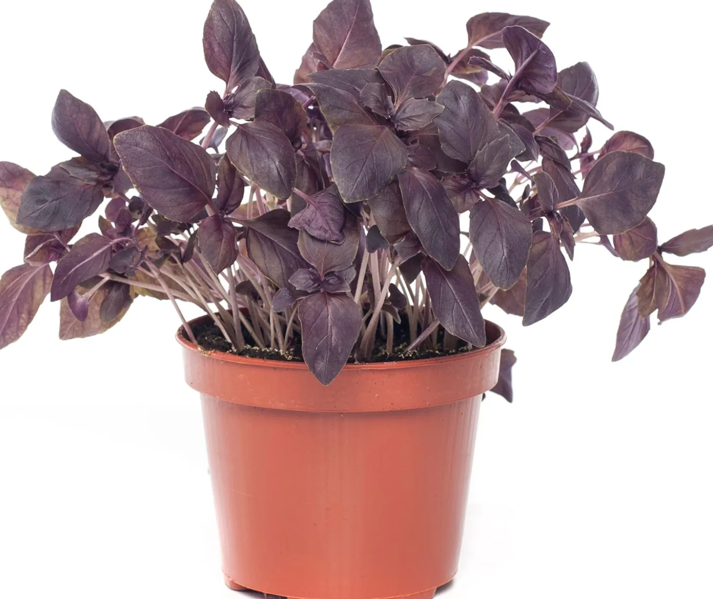 Rode Basilicum (Ocimum basilicum) D 12 H 20 cm