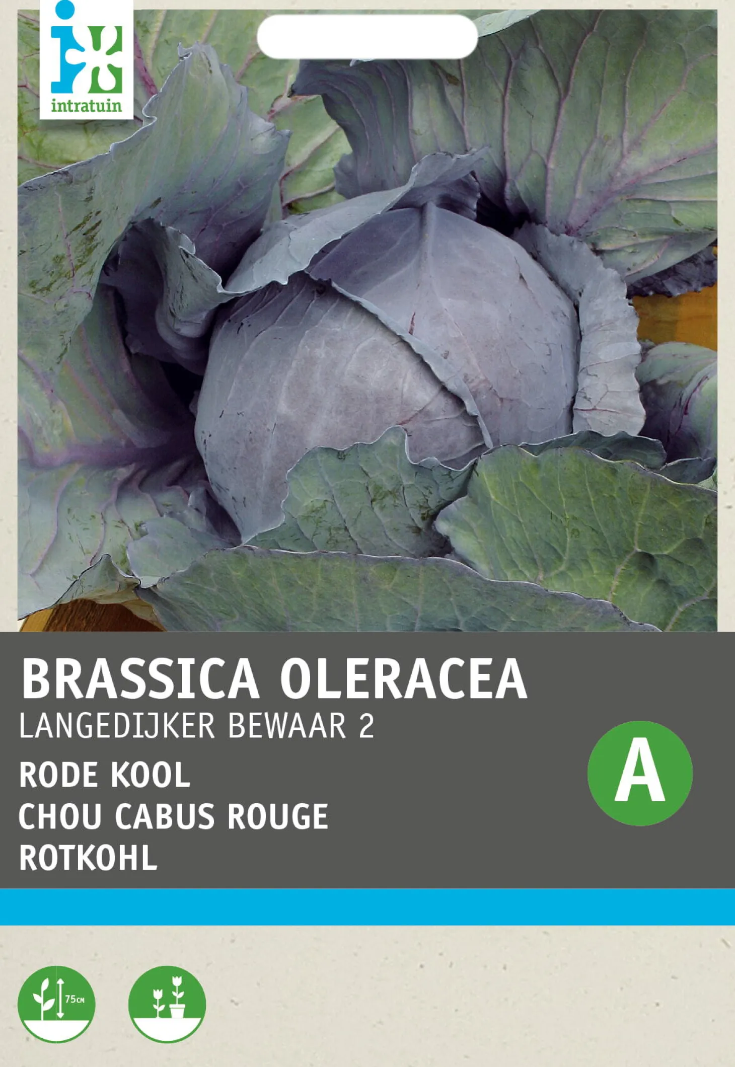 Rode kool (Brassica oleracea L. convar) Langedijker winter