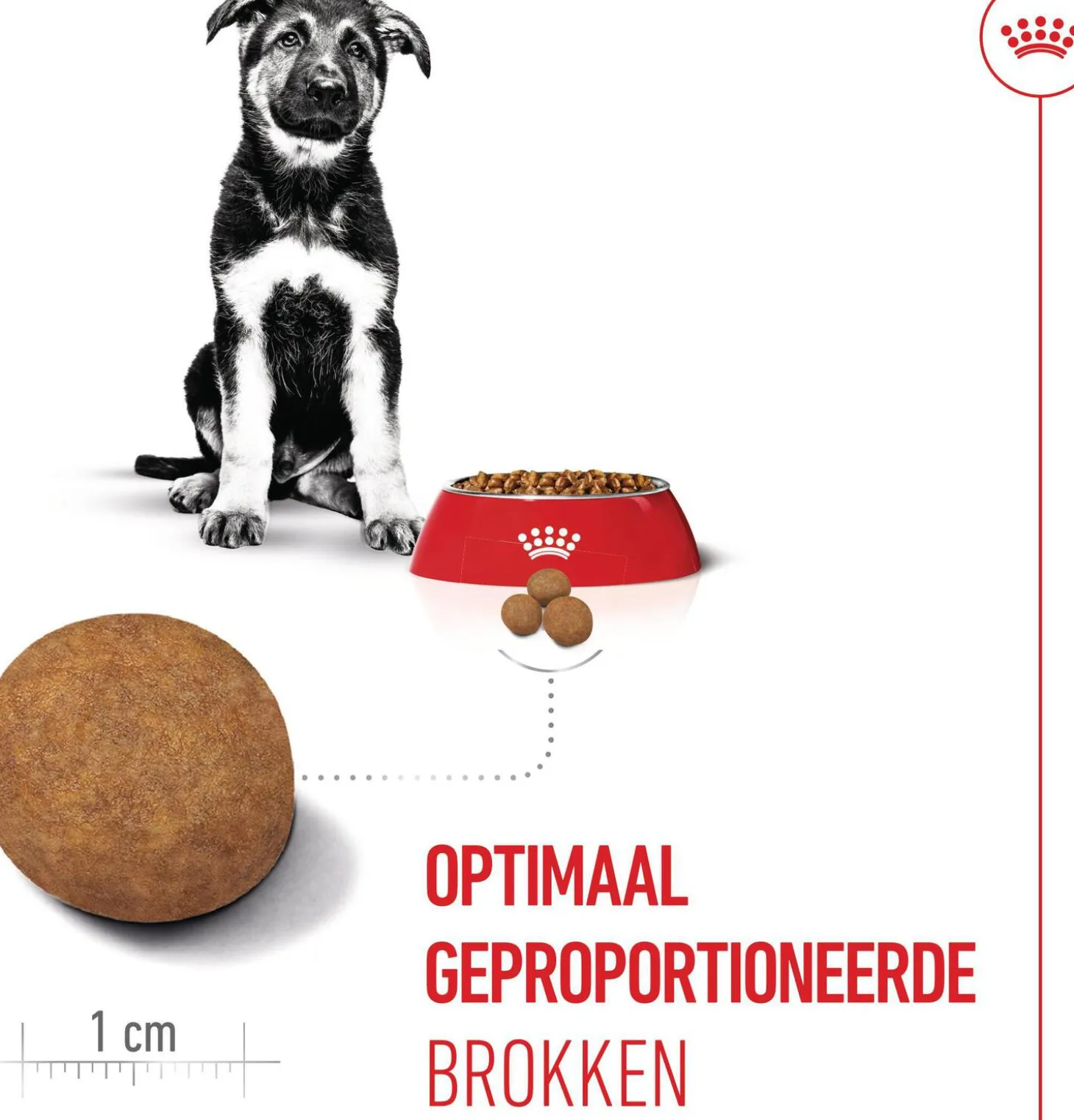 Royal Canin Maxi Puppy 4 kg