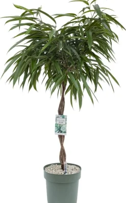 Rubberboom (Ficus binnendijkii 'Alii') D 27 H 120 cm